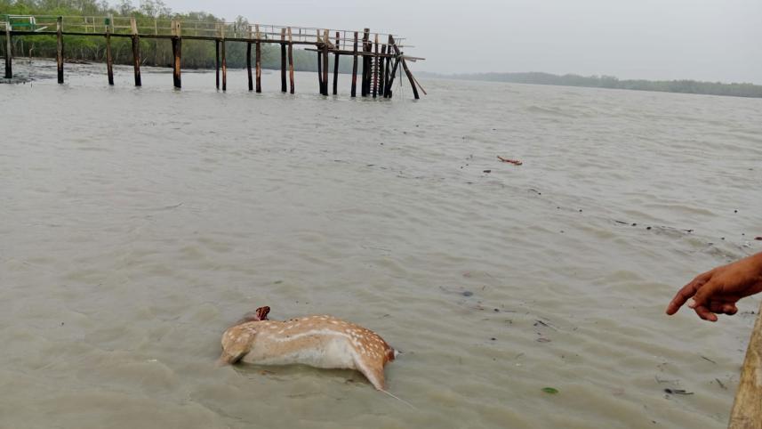 Sundarbans wildlife death toll from cyclones