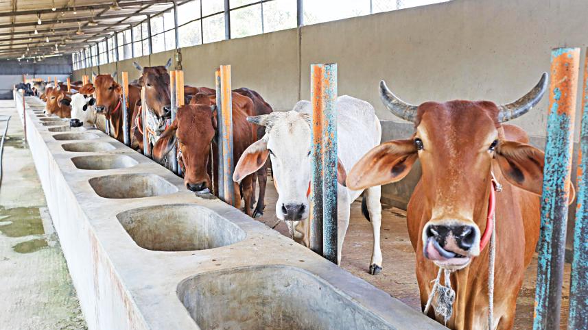 cattle-2.jpg