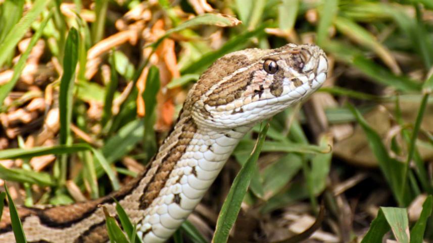 Russell’s Viper