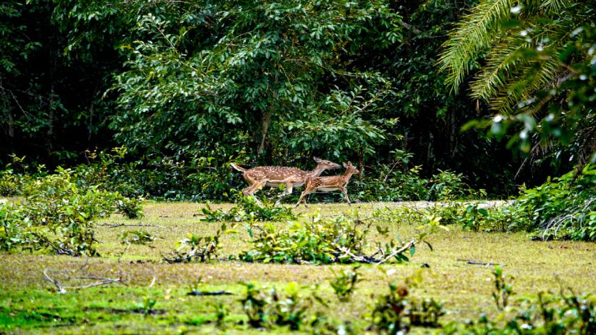 Biodiversity 