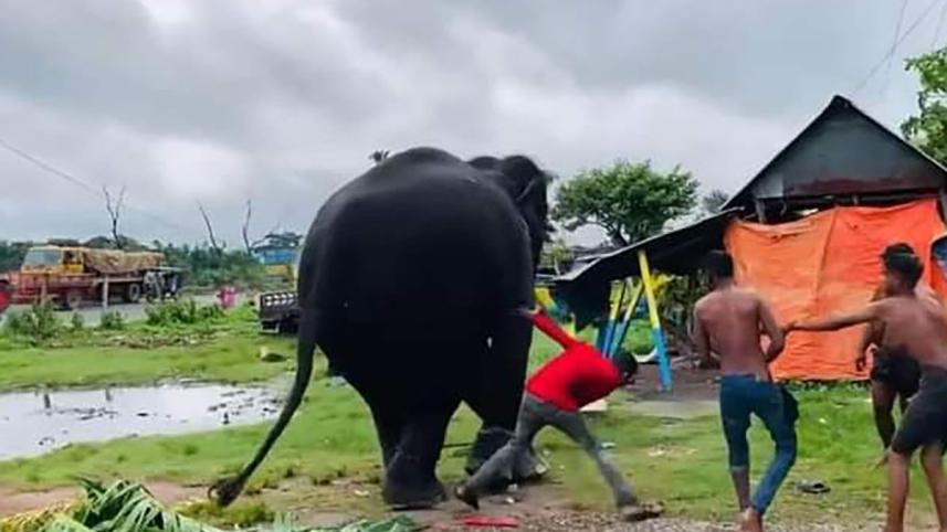 elephant-torture.jpg