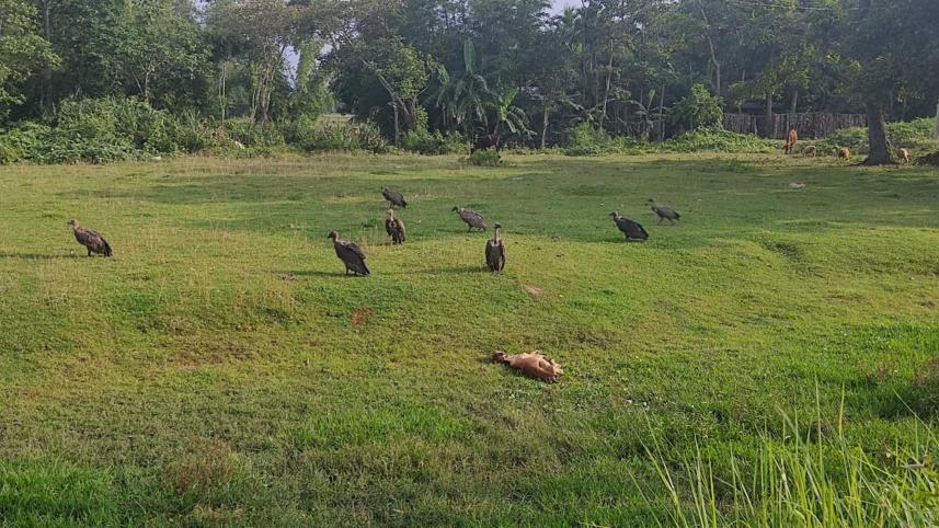 vulture-day-2.jpg
