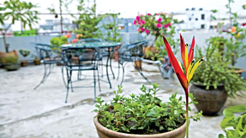 Terracotta pots for gardening
