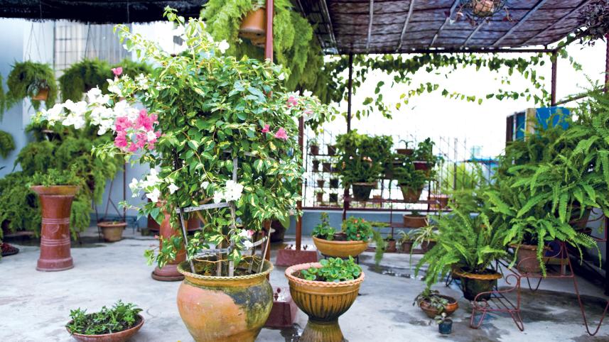 terracotta pots for gardening