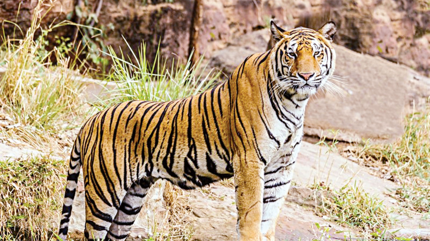 tiger.jpg
