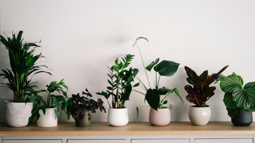 Want plants? Try these low-maintenance greens that are hard to kill! 
