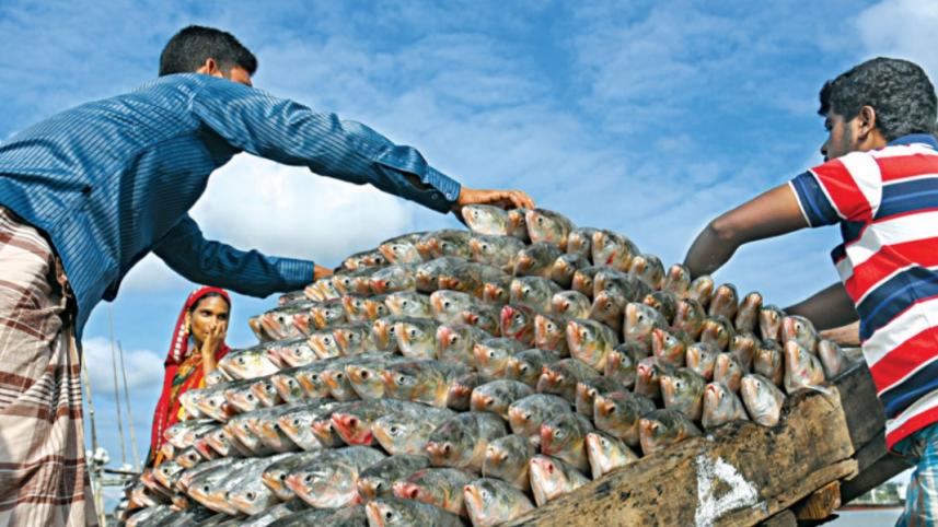 Hilsa fishermen demand government support