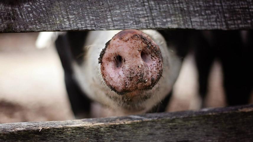 us_reports_first_bird_flu_case_detected_in_pig.jpg