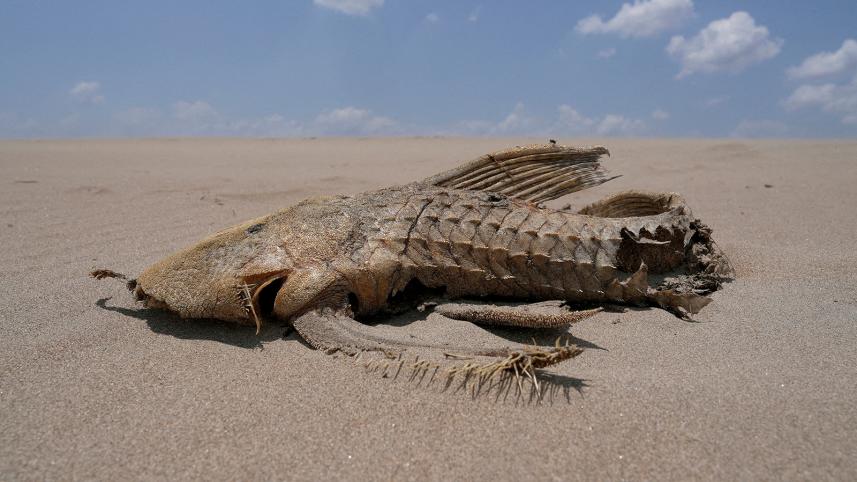 a_fish_carcass_is_seen.jpg