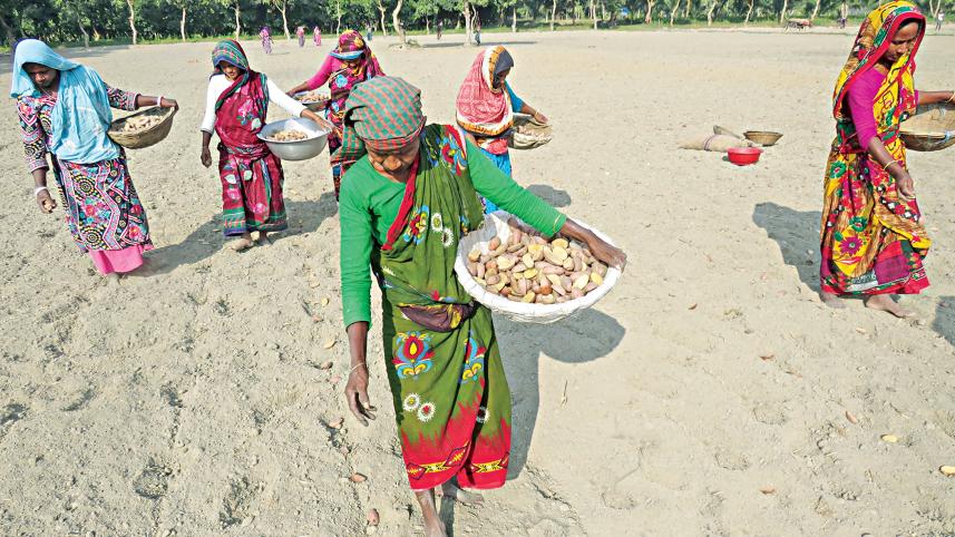 potato-cultivation-1.jpg