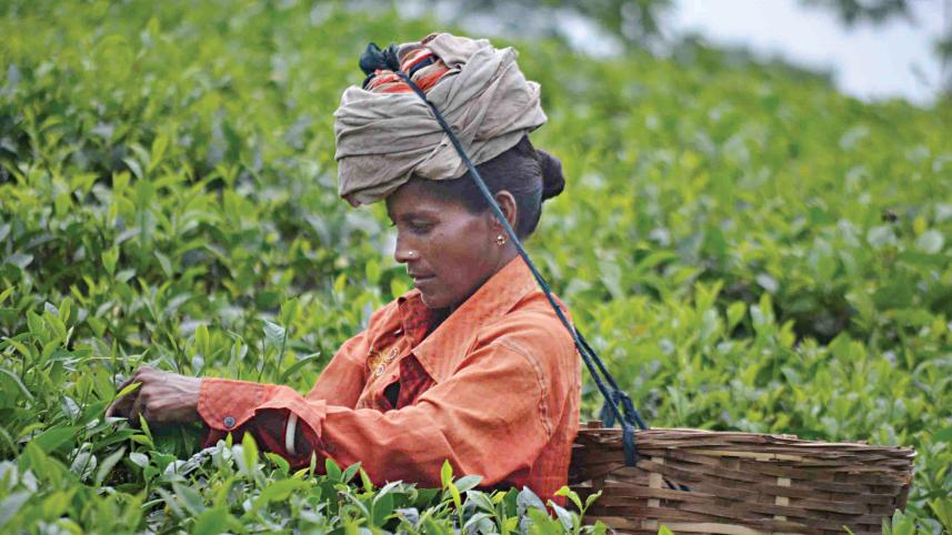 tea-auction-2.jpg