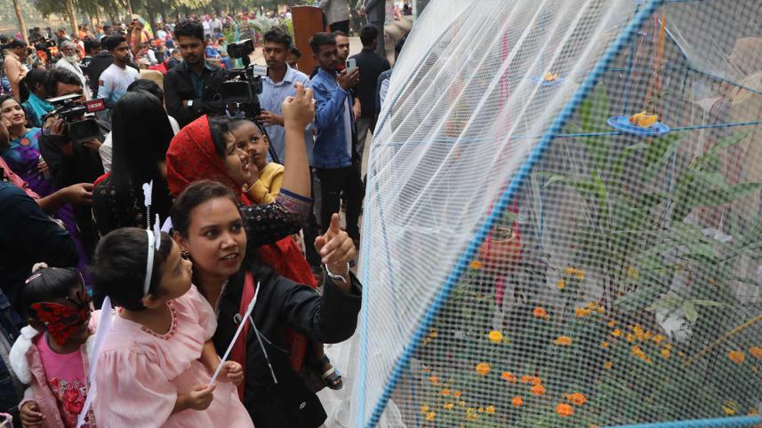 butterfly_fair_5.jpg