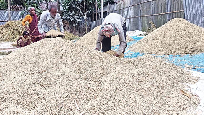 lalmonirhat_paddy.jpg