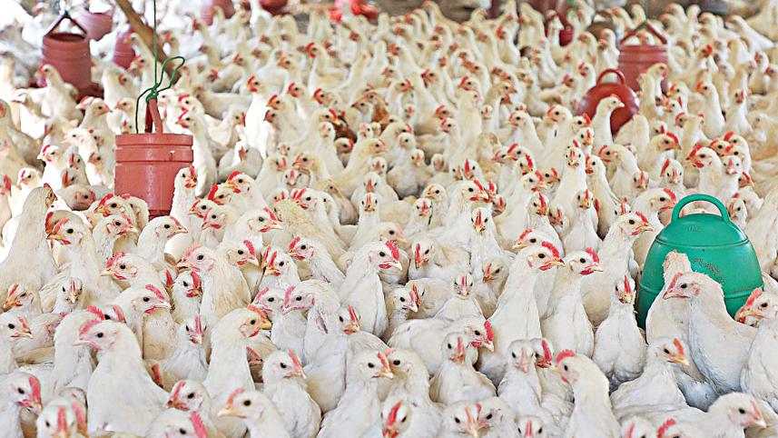 broiler-chicken.jpg