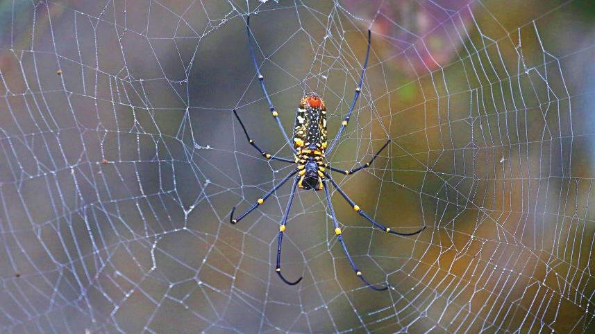 spider.jpg
