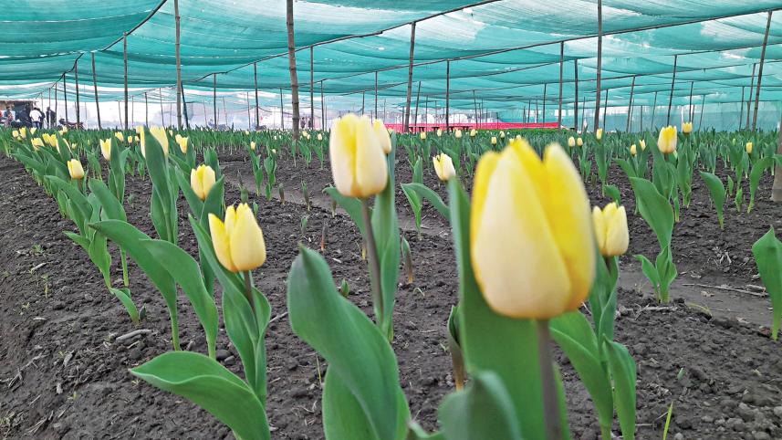 tulip.jpg