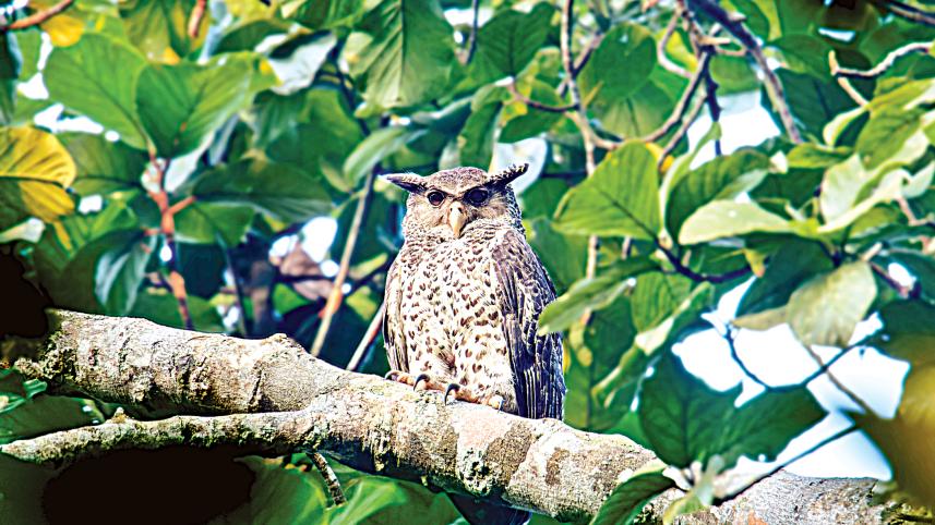 an-owl.jpg