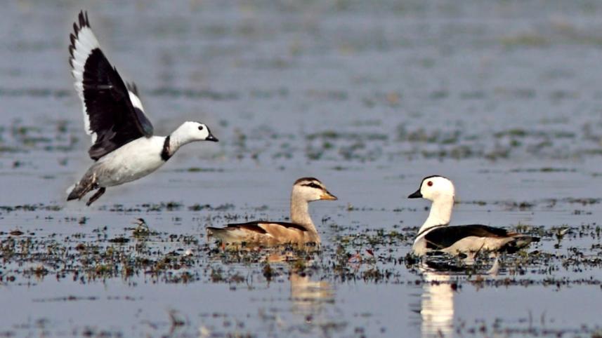birds-rises-baikka-beel.jpg