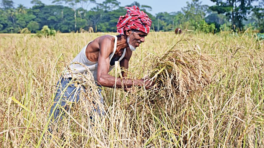 fao-forecasts-paddy.jpg