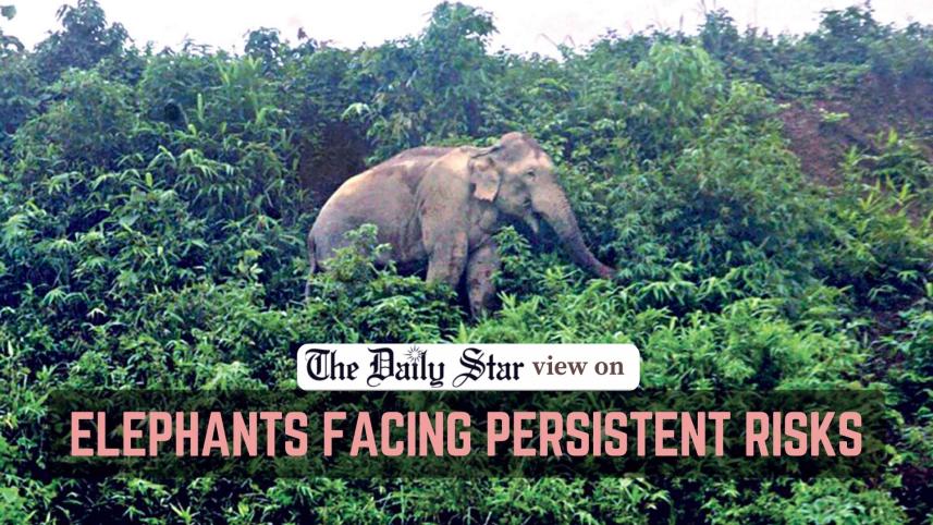 endangered elephant