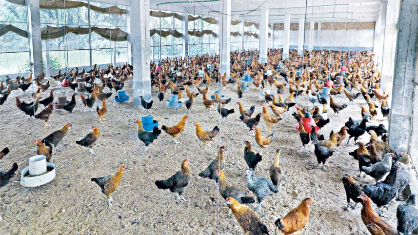 poultry-industry.jpg