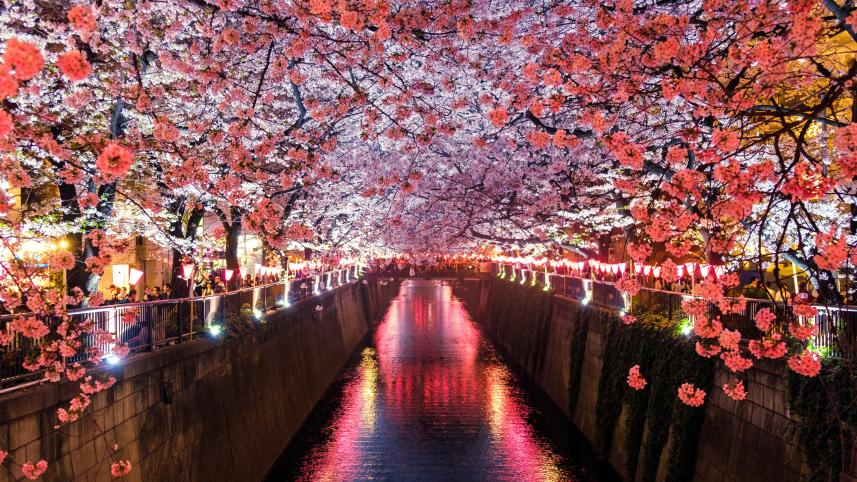 5 scenic Asian spots where cherry blossoms will take your breath away 