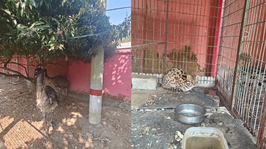 44 wild animals rescued in Gazipur
