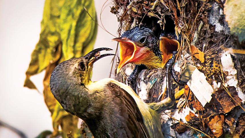 moutisi-bird.jpg