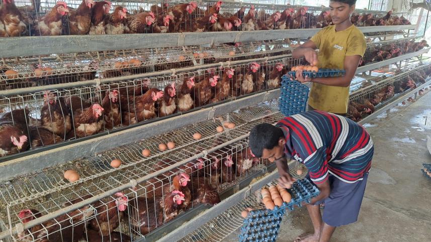 poultry_feed.jpg