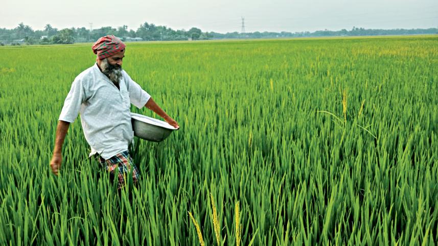 paddy-field.jpg