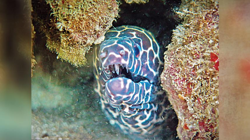 sea-phantom-eel.jpg