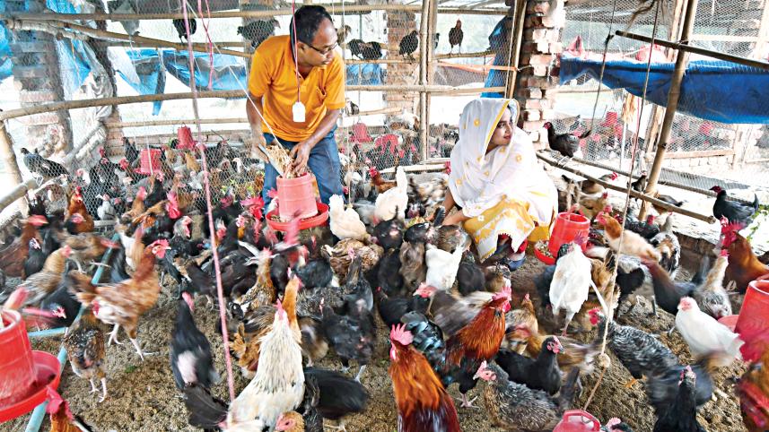 poultry-businesses.jpg