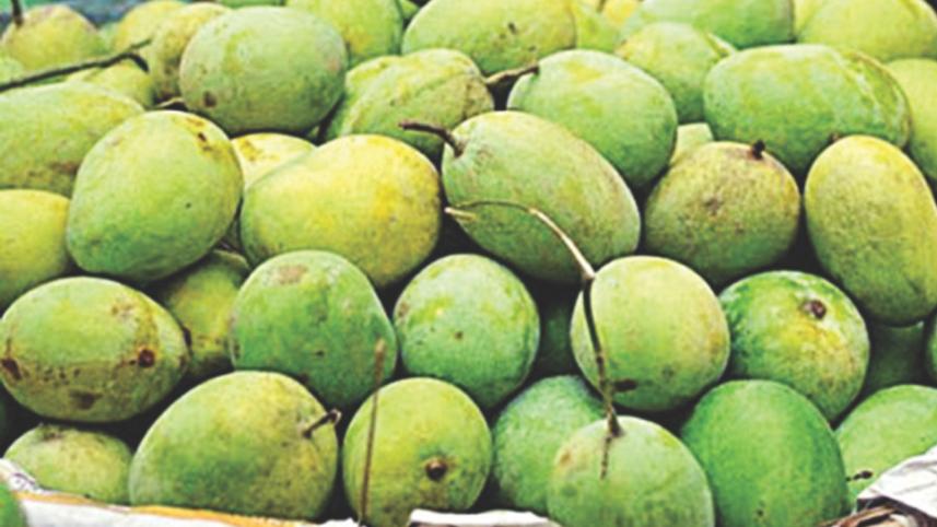 mango-harvest.jpg