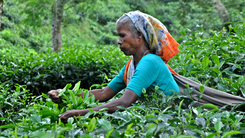 tea garden_.jpg