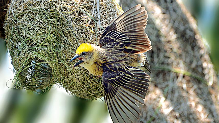 nest.jpg