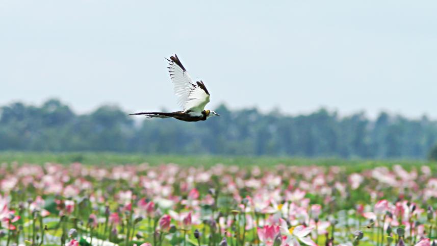 bird1.jpg