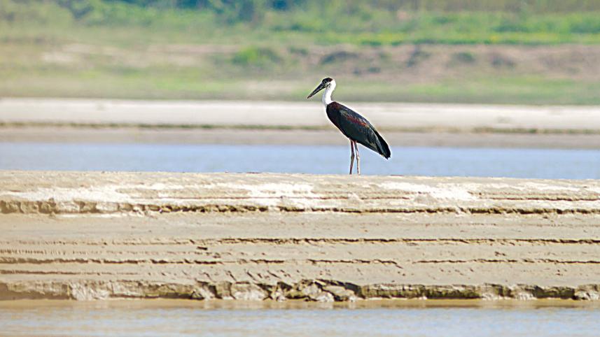 bird5.jpg