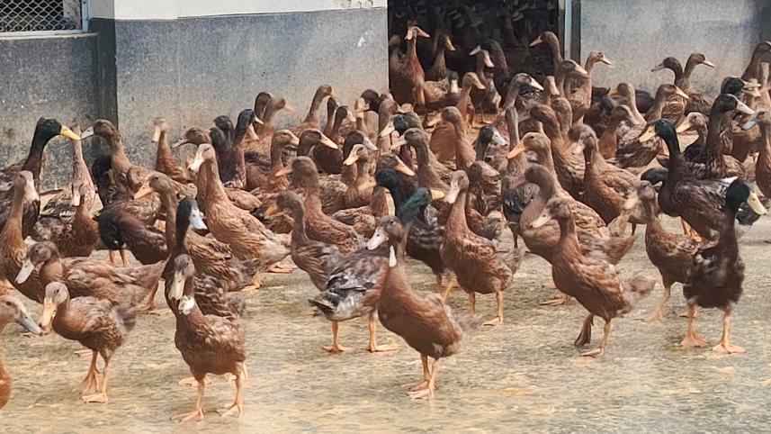 ducklings.jpg