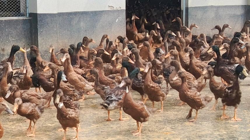 ducklings.jpg