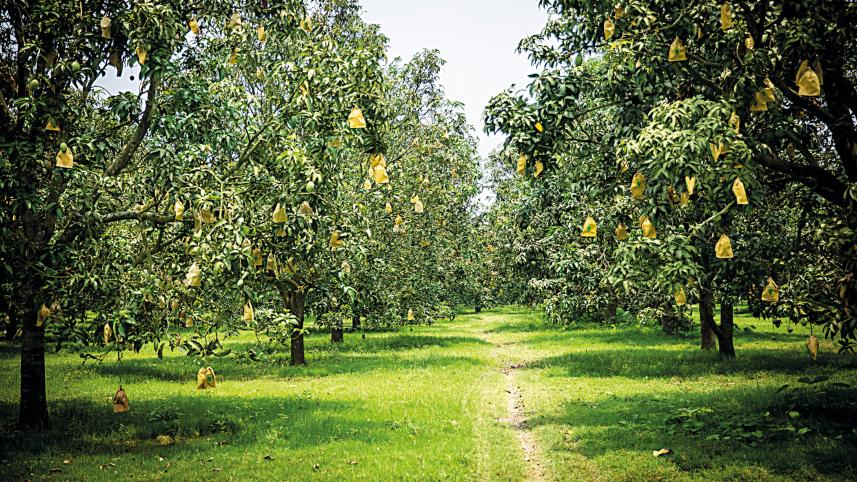 mango1.jpg