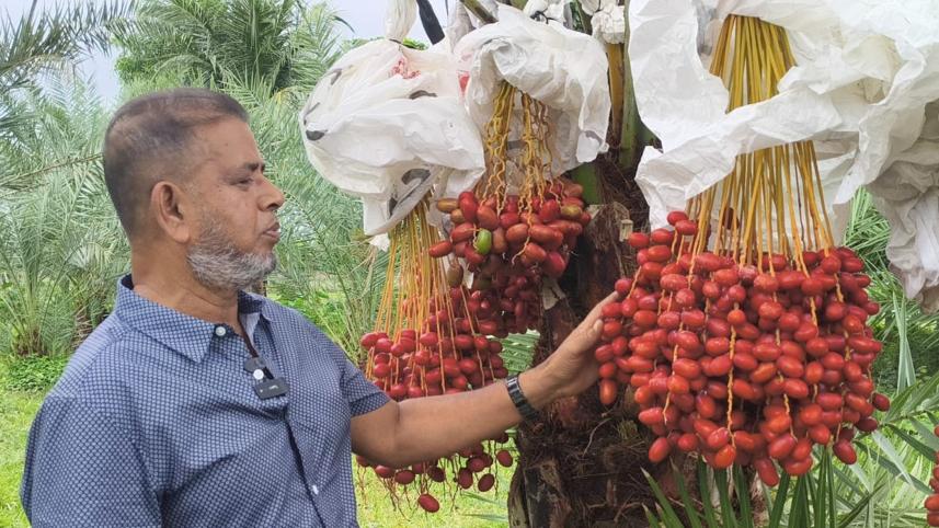 saudi-dates.jpg