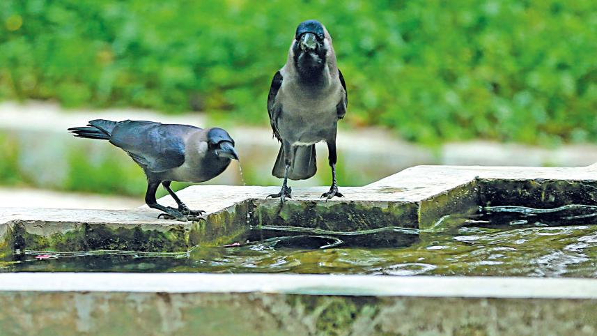 crows1.jpg