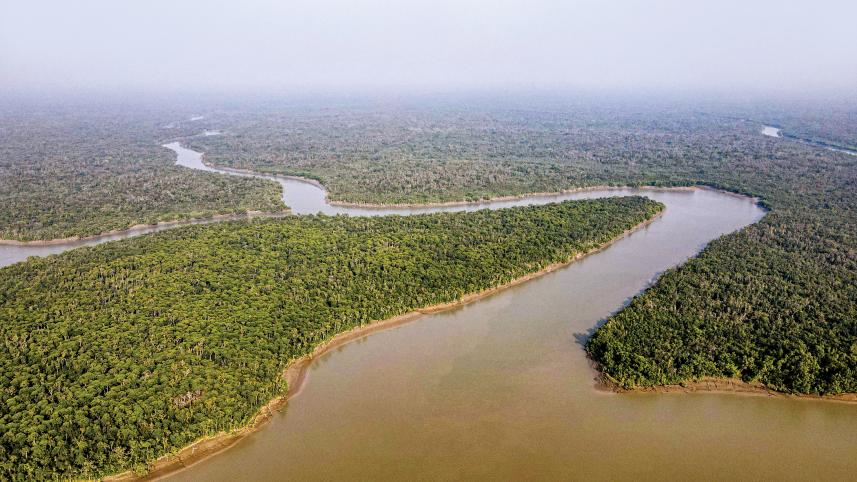 mangrove9.jpg