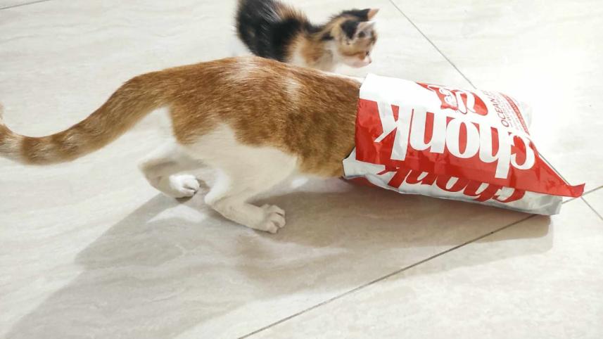 chonk.jpg
