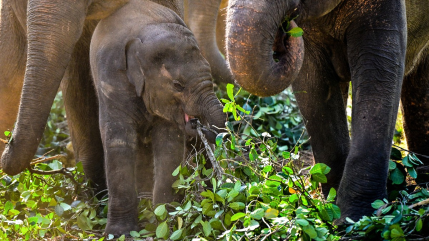 sri lanka elephant trafficking case