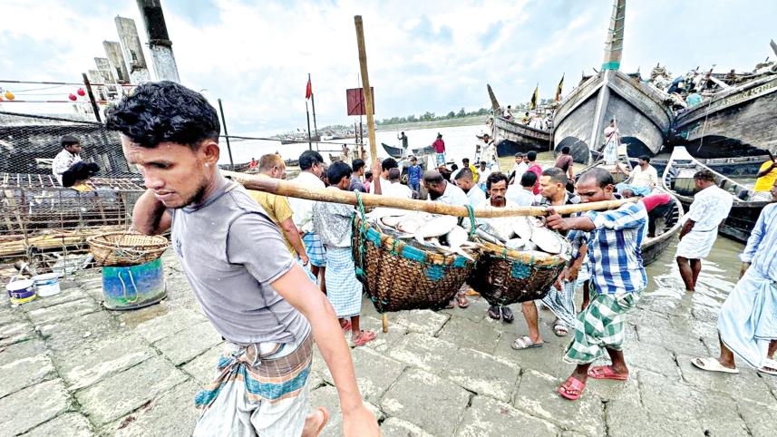 hilsa-1.jpg