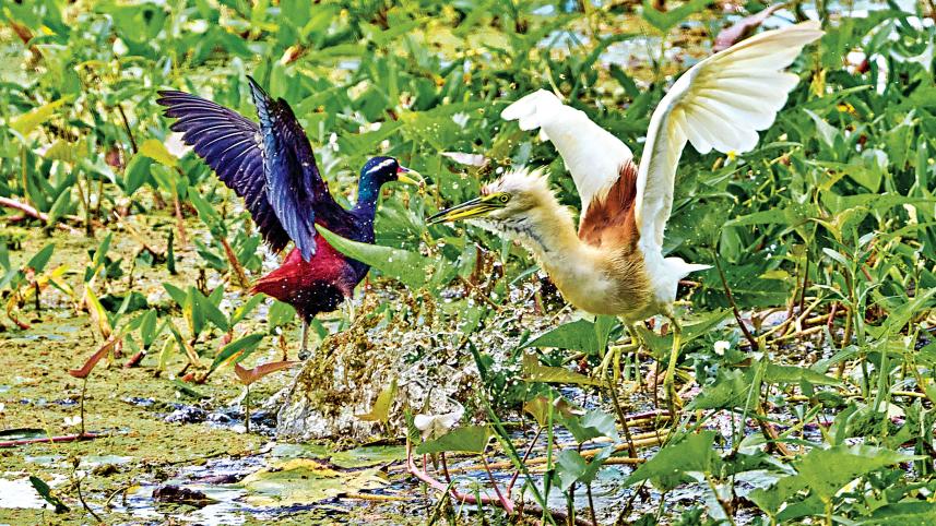 fighting_birds.jpg