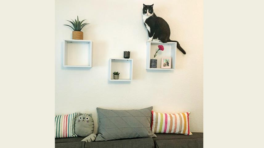 cats.jpg