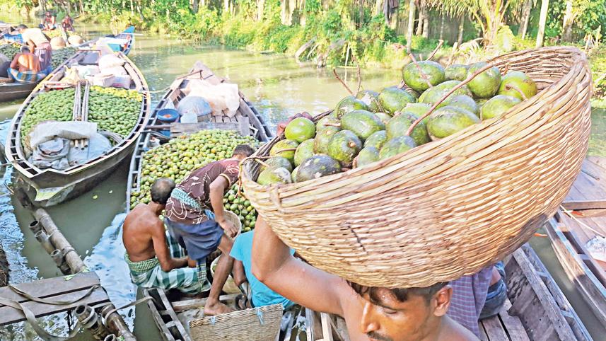 Hog plum cultivation Bangladesh