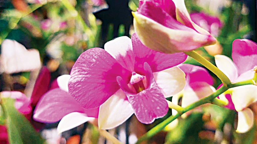 flowers.jpg
